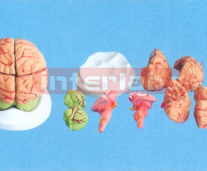 DARK PINKISH BRAIN
