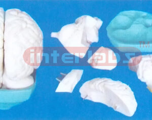 GREY MAGNIFIED BRAIN MODEL (5 purchase) Manufacturers and Suppliers From Ambala India