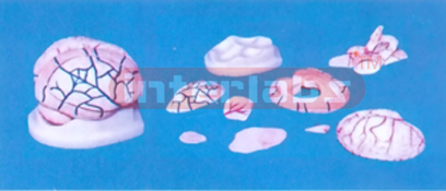 19 x 14 x 14 cm CORONAL BRAIN MODEL (9 PCS) Manufacturers and Suppliers From Ambala India