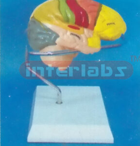 MIDDLE HUMAN RIGHT BRAIN MODEL COLOURED BY FUNCTION Manufacturers and Suppliers From Ambala India