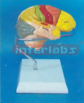 MIDDLE HUMAN RIGHT BRAIN MODEL COLOURED BY FUNCTION Manufacturers and Suppliers From Ambala India