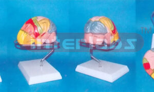 MIDDLE HUMAN BRAIN MODEL COLOURED BY FUNCTION Manufacturers and Suppliers From Ambala India