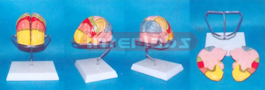 MIDDLE HUMAN BRAIN MODEL COLOURED BY FUNCTION Manufacturers and Suppliers From Ambala India