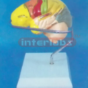 MIDDLE HUMAN LEFT BRAIN MODEL COLOURED BY FUNCTION Manufacturers and Suppliers From Ambala India