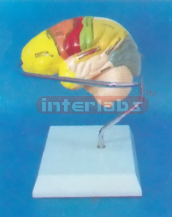 MIDDLE HUMAN LEFT BRAIN MODEL COLOURED BY FUNCTION Manufacturers and Suppliers From Ambala India