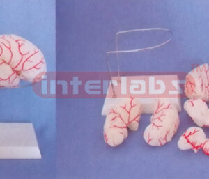 THE BRAIN MODEL W/ARTERIES BY COLOURED SEPARATION (DETACH PAINTED) WITH ROUND BASE Manufacturers and Suppliers From Ambala India