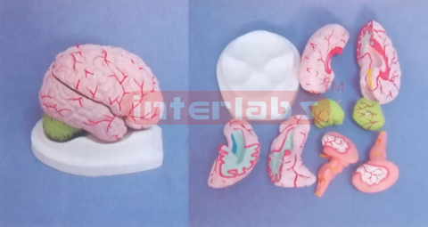 BRIGHT PINKISH BRAIN