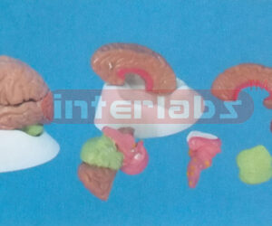 PINKISH BRAIN ON LUXURY BASE Manufacturers and Suppliers From Ambala India