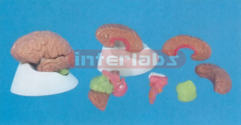 PINKISH BRAIN ON LUXURY BASE Manufacturers and Suppliers From Ambala India