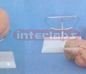 THE MAGNIFIED BRAIN MODEL BY COLOURED SEPARATION (DETACH PAINTED) WITH ROUND BASE Manufacturers and Suppliers From Ambala India
