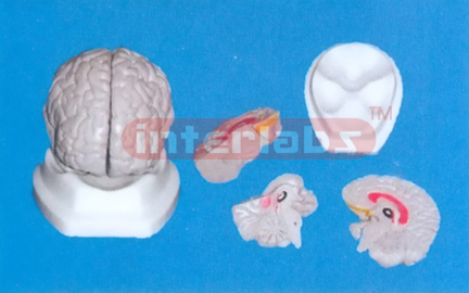 16 x 14 x 13 cm GREY BRAIN