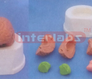 MIDDLE PINKISH BRAIN (8 PCS) ON BASE Manufacturers and Suppliers From Ambala India