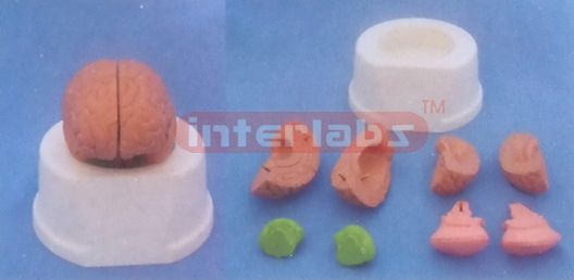 MIDDLE PINKISH BRAIN (8 PCS) ON BASE Manufacturers and Suppliers From Ambala India
