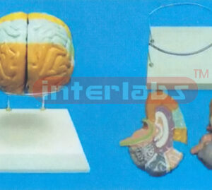 THE BRAIN MODEL BY COLOURED SEPARATION (DETACH PAINTED) SHOWING FUNCTION WITH ROUND BASE Manufacturers and Suppliers From Ambala India
