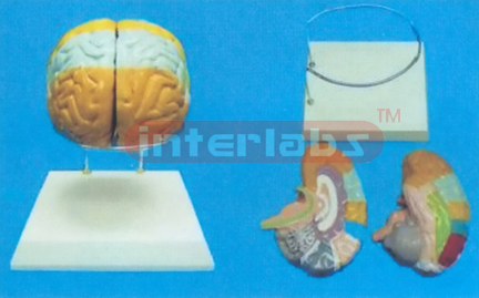 THE BRAIN MODEL BY COLOURED SEPARATION (DETACH PAINTED) SHOWING FUNCTION WITH ROUND BASE Manufacturers and Suppliers From Ambala India