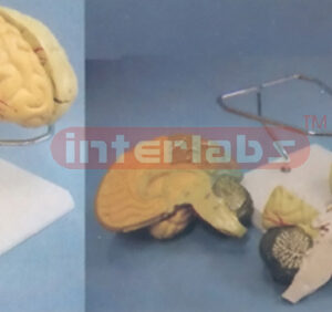 THE MAGNIFIED BRAIN MODEL WITH ARTERIES BY COLOURED SEPARATION (DETACH PAINTED) WITH ROUND BASE Manufacturers and Suppliers From Ambala India