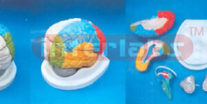 NATURAL CEREBRA DETACH PAINTED MODEL Manufacturers and Suppliers From Ambala India