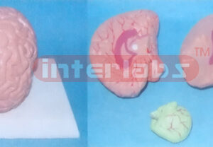 NATURAL BRAIN MODEL Manufacturers and Suppliers From Ambala India