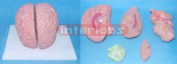 NATURAL BRAIN MODEL Manufacturers and Suppliers From Ambala India