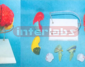 BRAIN MODEL BY COLOURED SEPARATION (8 PCS / SET) ON BASE Manufacturers and Suppliers From Ambala India
