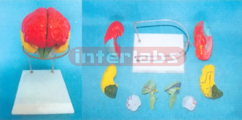 BRAIN MODEL BY COLOURED SEPARATION (8 PCS / SET) ON BASE Manufacturers and Suppliers From Ambala India