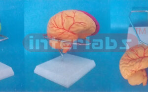 NATURAL CEREBRA ANATOMICAL AND BRAIN ARTERY DETACH PAINTED MODEL (3 PCS