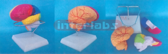 NATURAL CEREBRA ANATOMICAL AND BRAIN ARTERY DETACH PAINTED MODEL (3 PCS
