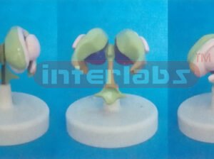 MAGNIFIED HUMAN VENTRICLES AND BASAL NUCLEI MODEL Manufacturers and Suppliers From Ambala India