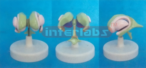 MAGNIFIED HUMAN VENTRICLES AND BASAL NUCLEI MODEL Manufacturers and Suppliers From Ambala India