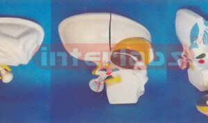 ENLARGED MODEL OF THE DIENCEPHALON Manufacturers and Suppliers From Ambala India
