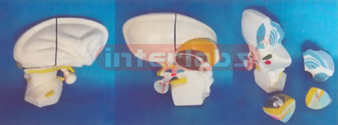 ENLARGED MODEL OF THE DIENCEPHALON Manufacturers and Suppliers From Ambala India