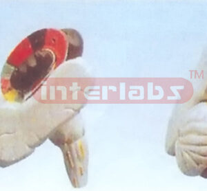MODEL OF INTERMAL CAPSULE AND THE BASAL NECLEI Manufacturers and Suppliers From Ambala India