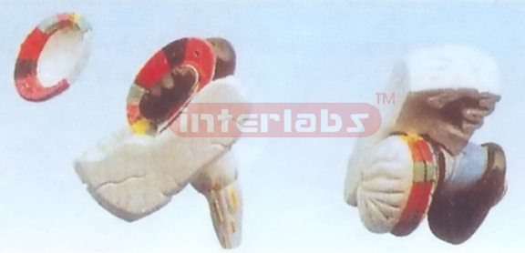 MODEL OF INTERMAL CAPSULE AND THE BASAL NECLEI Manufacturers and Suppliers From Ambala India
