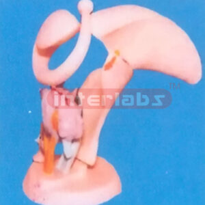 MAGNIFIED THALAMIC MODEL WITH BASE Manufacturers and Suppliers From Ambala India