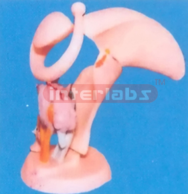 MAGNIFIED THALAMIC MODEL WITH BASE Manufacturers and Suppliers From Ambala India