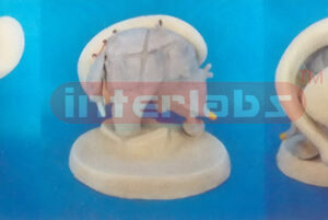 BRAIN VERGE MODEL WITH BRAIN SYSTEM Manufacturers and Suppliers From Ambala India