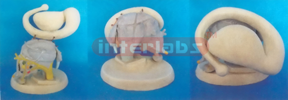 BRAIN VERGE MODEL WITH BRAIN SYSTEM Manufacturers and Suppliers From Ambala India