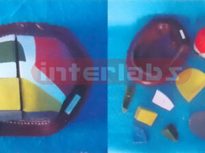 ENLARGED EXPANSION MODEL OF THE THALAMAS Manufacturers and Suppliers From Ambala India