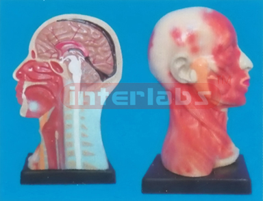 HUMAN HEAD CAVITY AND NECK LOCAL ANATOMY FOR HEAD AND NECK Manufacturers and Suppliers From Ambala India