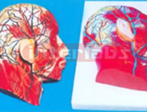 HALF HEAD WITH MUSCULATURE