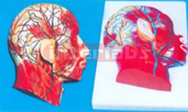 HALF HEAD WITH MUSCULATURE