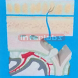 ANATOMICAL HIBERARCHY OF TOP SKULL MODEL Manufacturers and Suppliers From Ambala India