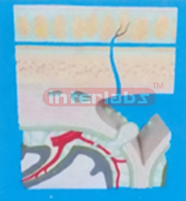 ANATOMICAL HIBERARCHY OF TOP SKULL MODEL Manufacturers and Suppliers From Ambala India