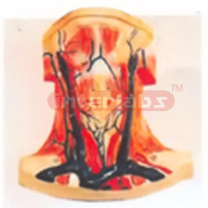 HUMAN LOCAL ANATOMY OF FORMER NECK MUSCLE. SHOWING SUPERFICIAL M.A.V.N. Manufacturers and Suppliers From Ambala India