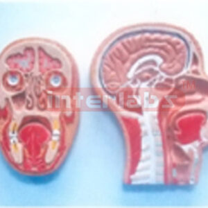 HUMAN MEDIAN & FRONTAL SECTION OF HEAD ON BASE. BOND MODE (RIGHT SECTION) Manufacturers and Suppliers From Ambala India