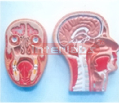 HUMAN MEDIAN & FRONTAL SECTION OF HEAD ON BASE. BOND MODE (RIGHT SECTION) Manufacturers and Suppliers From Ambala India