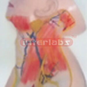 HUMAN CERVIX SUPERFICAL NERVE AND BLOOD VESSEL. SHOWING SUPERFICIAL SKIN. Manufacturers and Suppliers From Ambala India