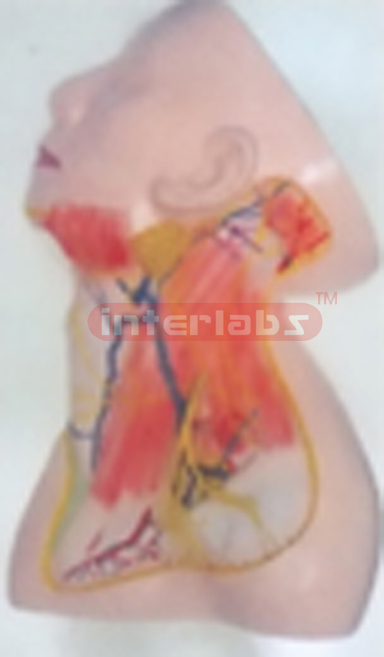 HUMAN CERVIX SUPERFICAL NERVE AND BLOOD VESSEL. SHOWING SUPERFICIAL SKIN. Manufacturers and Suppliers From Ambala India
