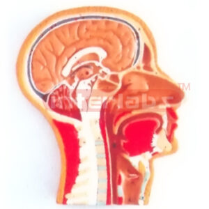 HUMAN MEDIAN SECTION OF HEAD MODEL  (RIGHT SECTION) Manufacturers and Suppliers From Ambala India