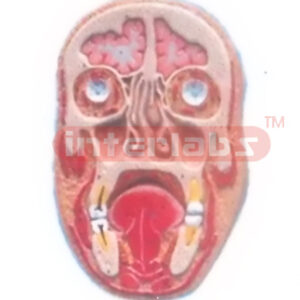 HUMAN FRONTAL SECTION OF HEAD MODEL (RIGHT SECTION) Manufacturers and Suppliers From Ambala India